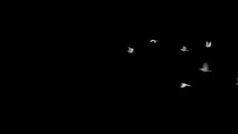 Heart with doves Stock Footage 100645379
