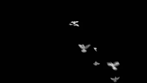 Heart with doves Stock-Footage 100645403