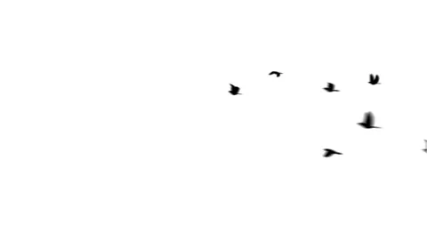 Heart with doves matte Stock Footage 100645431