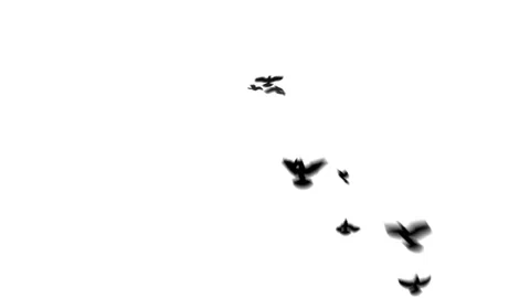 Heart with doves matte Stock Footage 100645482