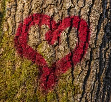 Heart drawn on tree Stock Photos