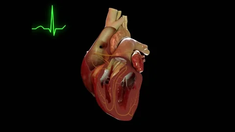 Heart Electrical System Animation Black BG Stock Footage 231758350