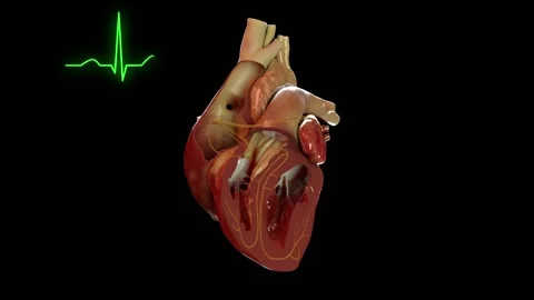 Heart Electrical System Animation Slowmo Black BG 스톡 동영상 231758357