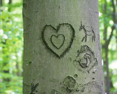 Heart engraved in tree Stock Photos