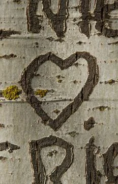Heart engraving a Tree 스톡 사진