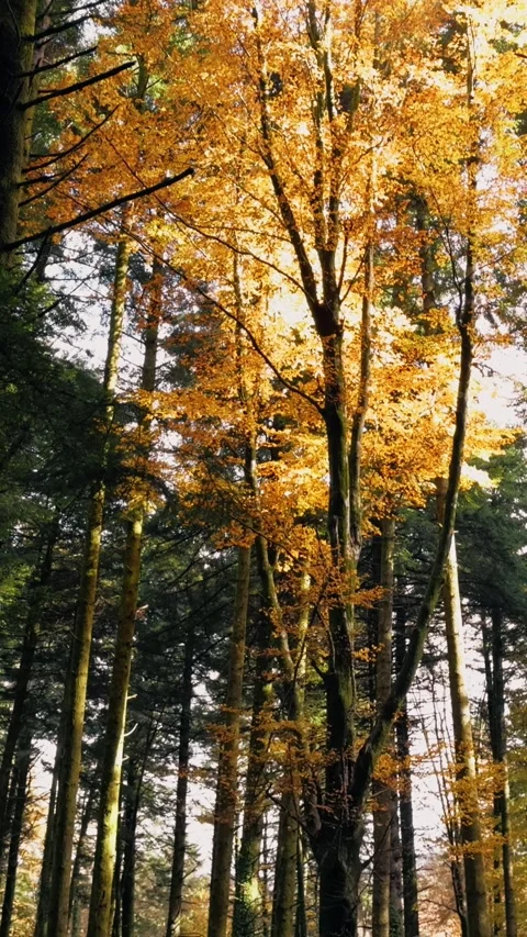In the Heart of Fall Forest Stock Footage 284152309