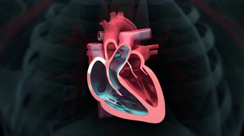 Heart fibrillation - loop Stockbeeldmateriaal 50421470