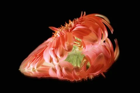 Heart-flower Stock Photos