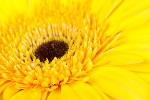 A heart of flower Stock Photos