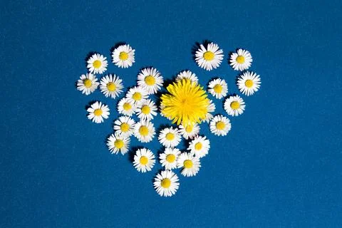 Heart flower Stock Photos