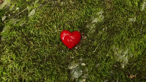 Heart in the forest moss Stock Footage 160222978