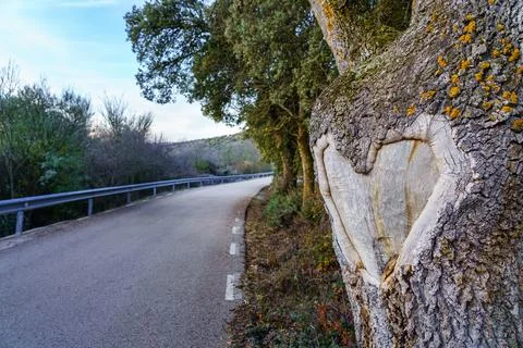 Heart formed in the bark of the trunk of a tree on the side of a road. Foto stock