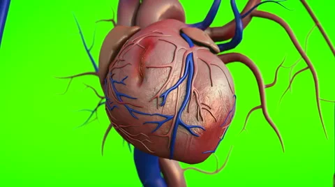 Heart on a green background Video stock 51103654