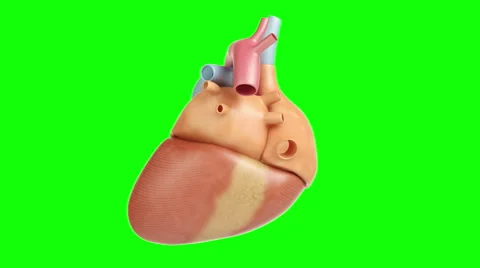 Heart on green background. High resolution. Stock Footage 67478545