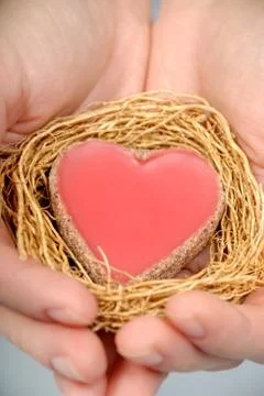 Heart in hands Stock Photos