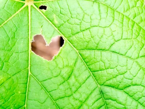 Heart hole shape on leaf Stock Photos
