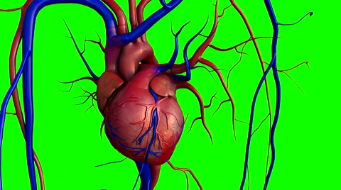 Heart, human heart Stock Footage 48334443