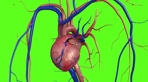 Heart, human heart Stock Footage 49826775