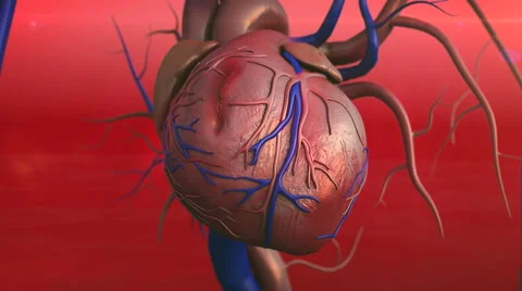 Heart, Human heart model Video stock 47745383