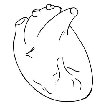 Heart icon. Vector illustration of a human heart. Anatomical heart hand drawn Stock Illustration
