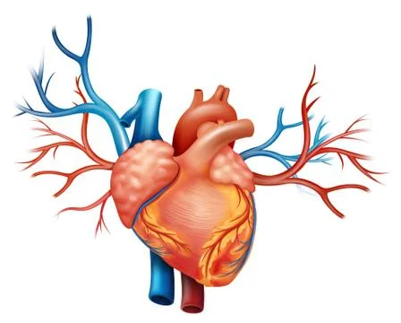 Heart Illustrazione stock