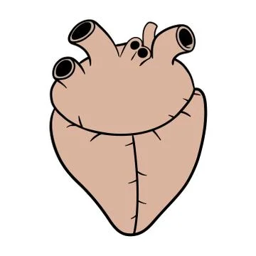 Heart Stock Illustration