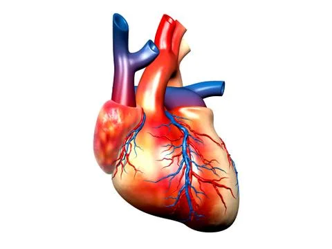 Heart Stock Illustration