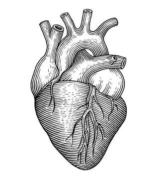 Heart Stock Illustration