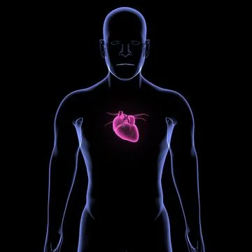 Heart Illustrazione stock