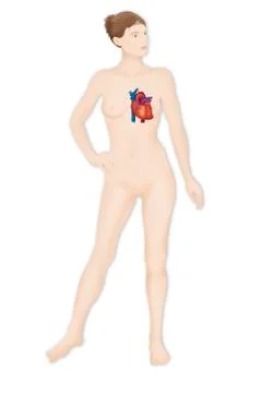 Heart, illustration Stock Illustration