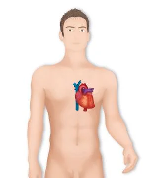 Heart, illustration Stock Illustration