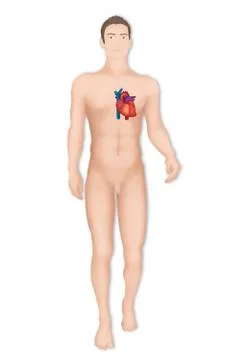 Heart, illustration Stock Illustration