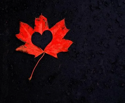 Heart inside of maple leaf on black Stockillustratie