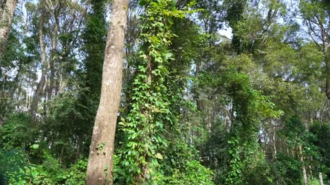 The Heart of the Jungle: Exploring Ancient Tropical Canopy 스톡 동영상 342214106