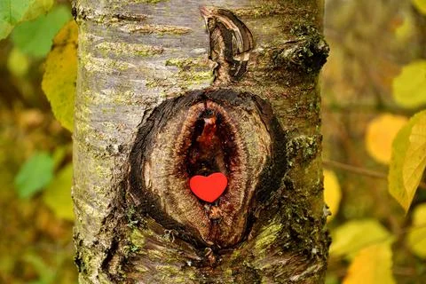 Heart in a knothole of a tree Stock Photos