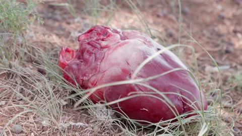 Heart Laying in the Desert Stock Footage 139037100