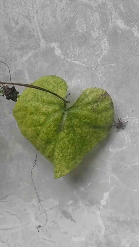 Heart Leaf and Tiny Jumping Spider Stock Footage 299606860