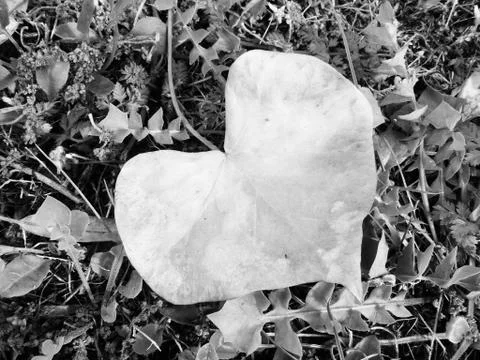 Heart leaf BN Stock Photos