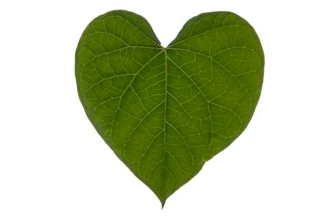 Heart leaf full frame landscape Stock Photos