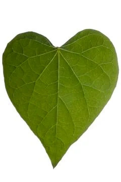 Heart leaf full frame on white Stock Photos