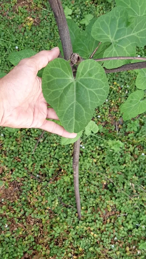 Heart Leaf in Hand Video stock 246619526