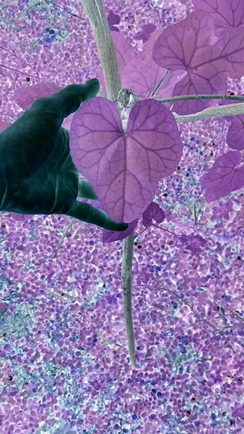 Heart Leaf in Hand, Pink Видео 249323819