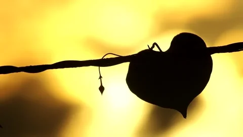 Heart leaf is hang on wire , out door  Chiangmai Thailand. Stock Footage 251075789