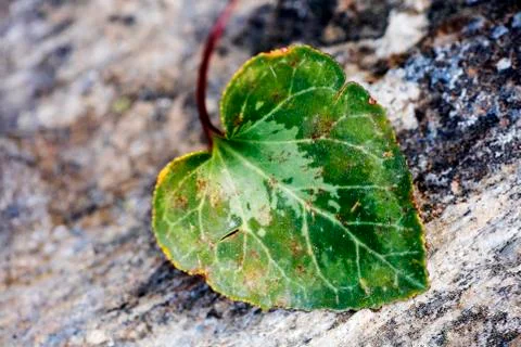 Heart leaf macro background fine art in high quality prints products Stock Photos