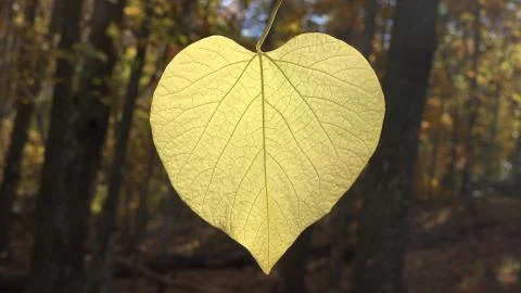 Heart leaf 写真素材