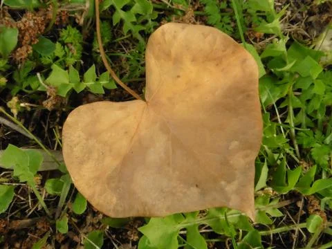 Heart leaf 스톡 사진