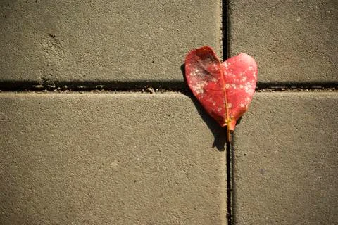 Heart leaf on the road Stock Photos