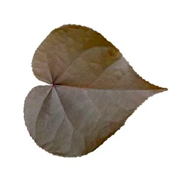 Heart leaf shaped on white background Stock Photos