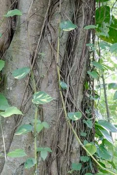 Heart leaf vines on a textured tree trunk Stock Photos