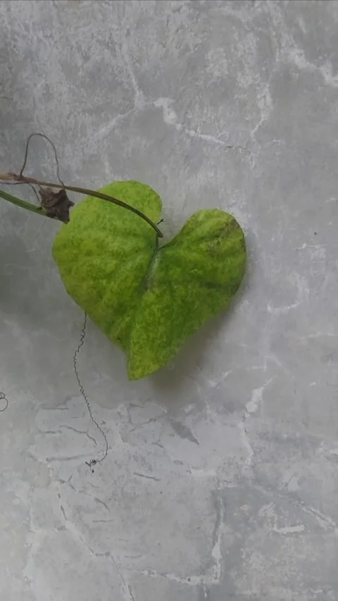 Heart Leaf on Wall Video stock 299606723